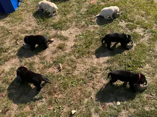 🐶 Labradorhvalpe F1 søger kærlige hjem - 2