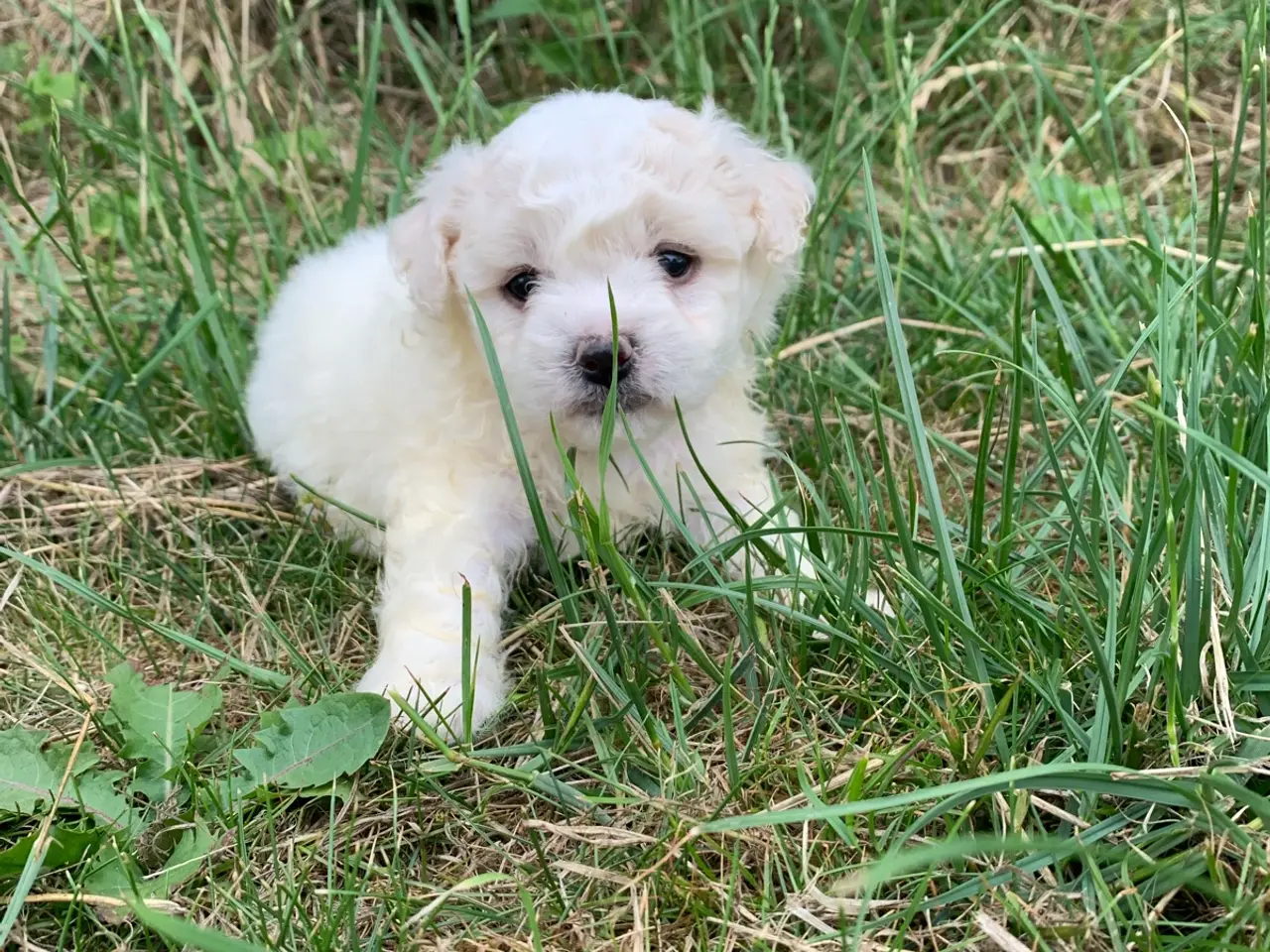Billede 2 - Bichon Frise