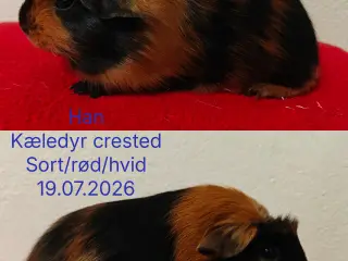 Marsvin fra Møllenbergs Opdræt