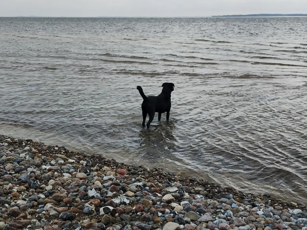 Billede 3 - Labrador hanhund, parring tilbydes 