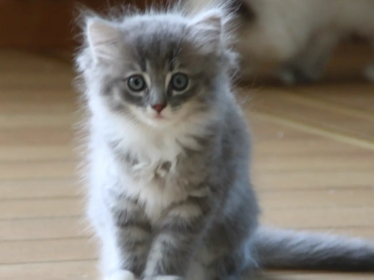 Billede 5 - Lækre 3/4 Ragdoll +1/4 perser killinger, katte