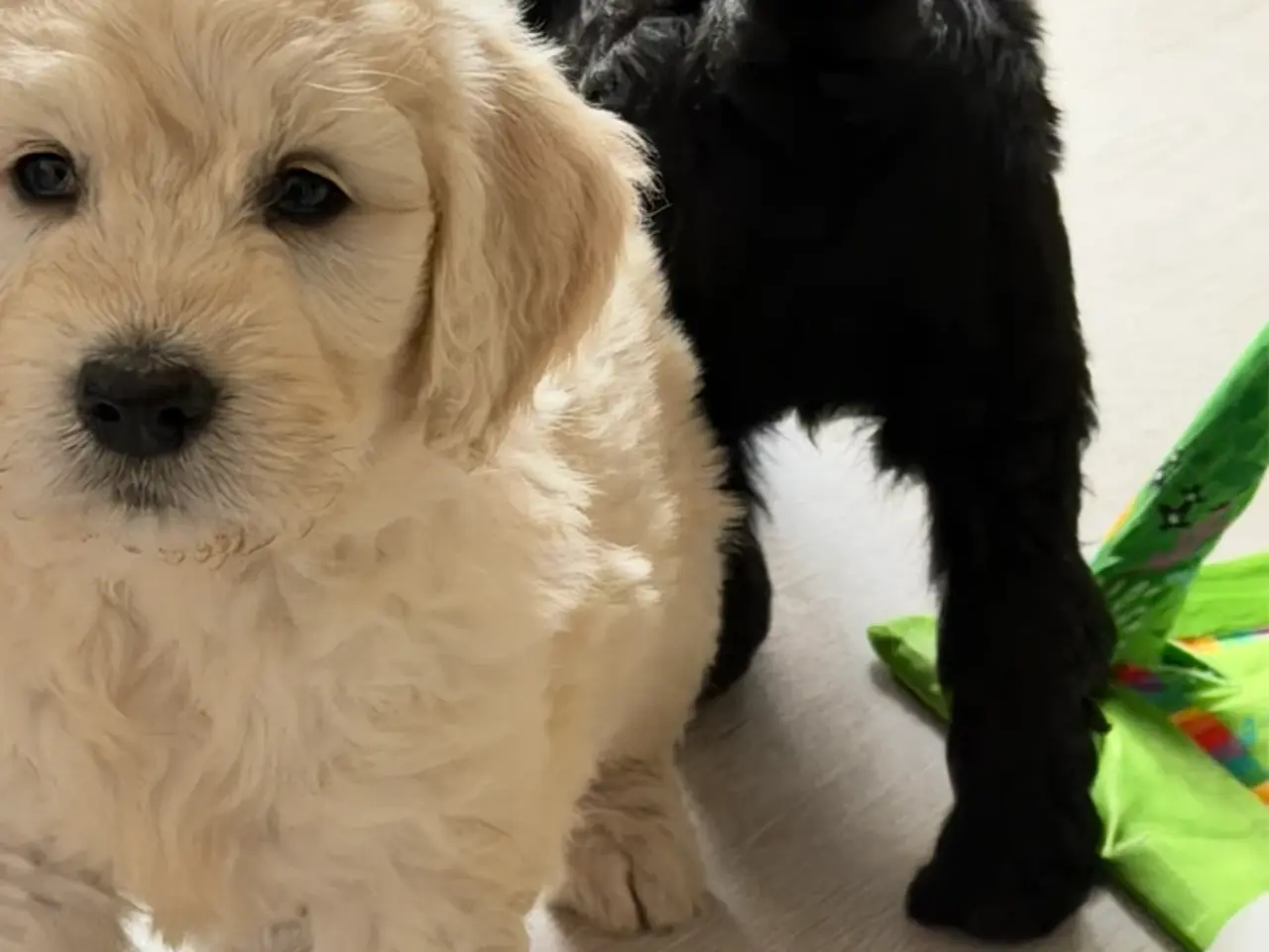 Billede 1 - Efterårstilbud på smukke FB1 Golden doodles