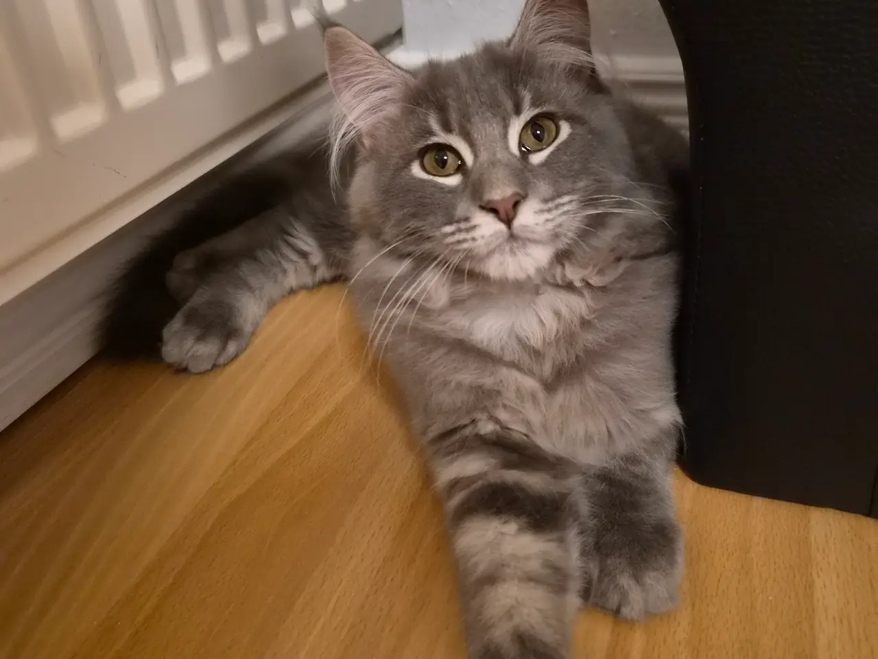 Billede 2 - Maine coon han