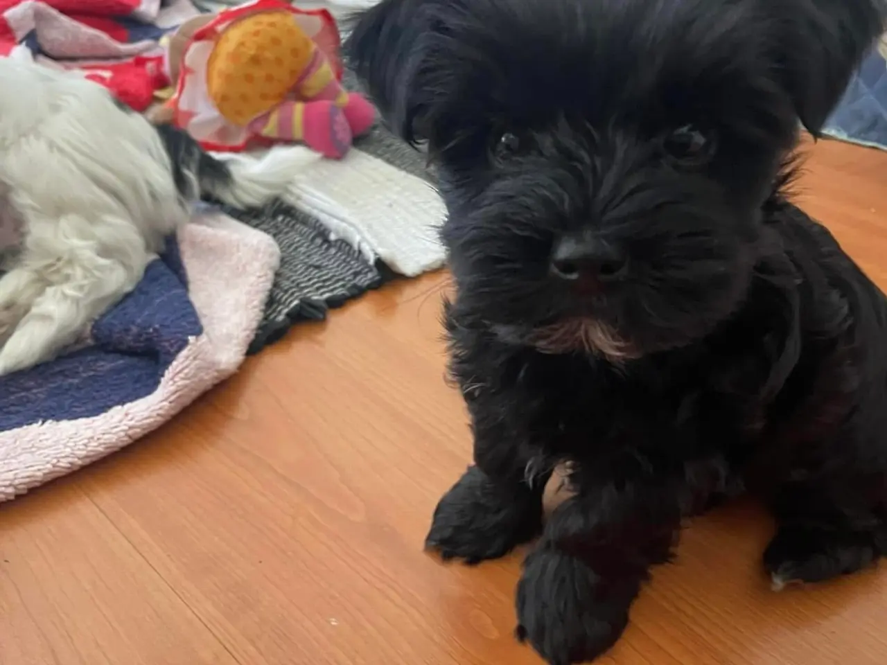 Billede 9 - parring af Yorkshire terrier / Malteser