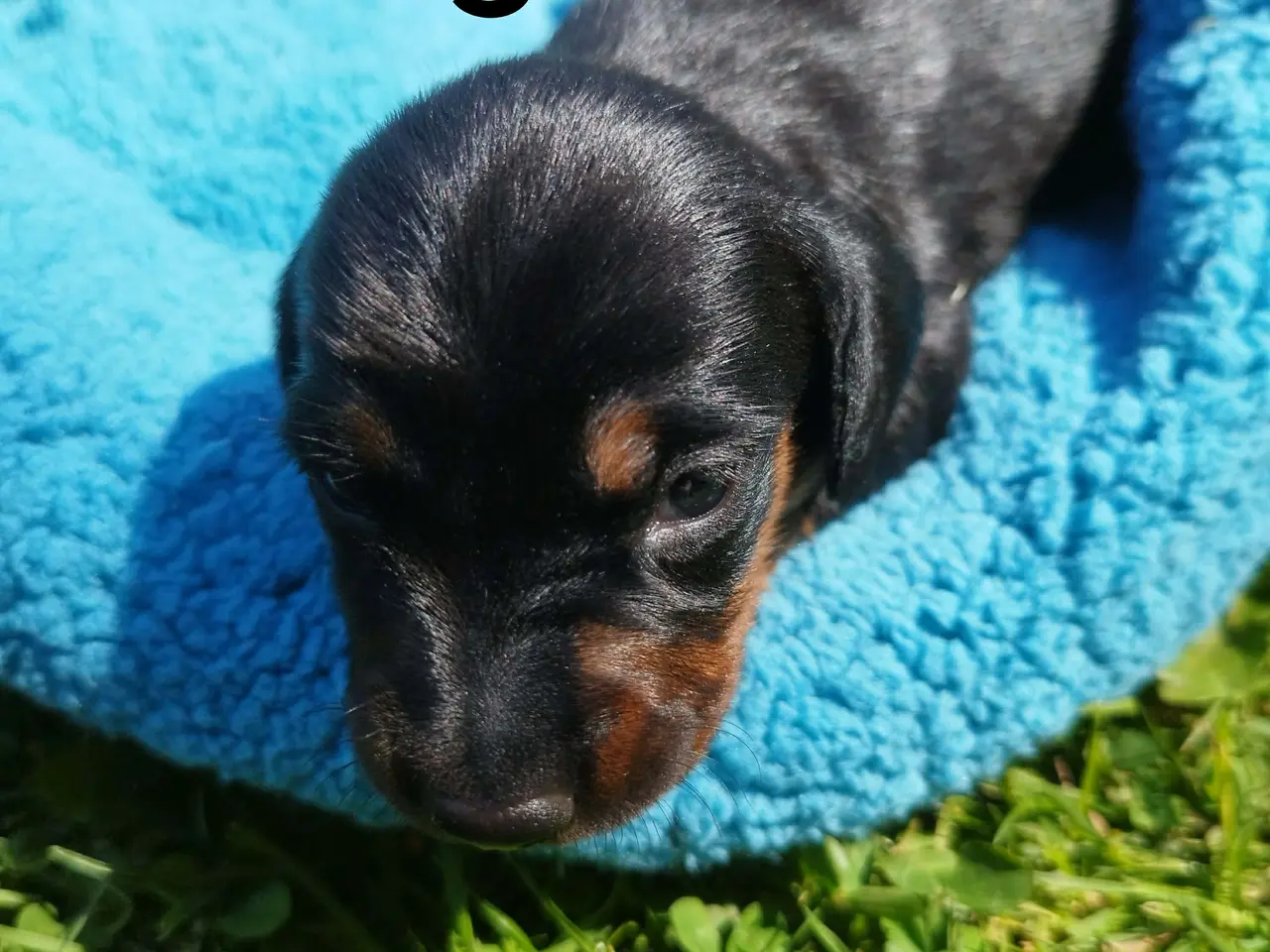 Billede 3 - Danmarks kønneste Gravhunde hvalpe