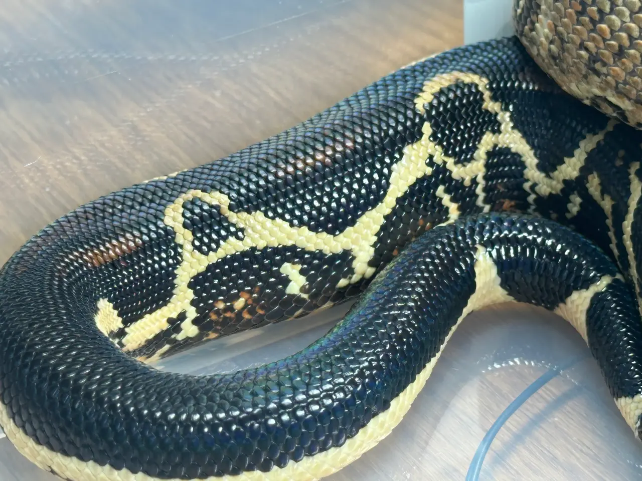 Billede 1 - Boa1.0wildtype100%het leopard100%het Albino kahl