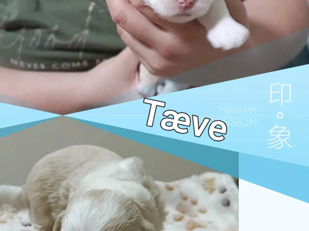 Billede 3 - Bichon havaneser bl.