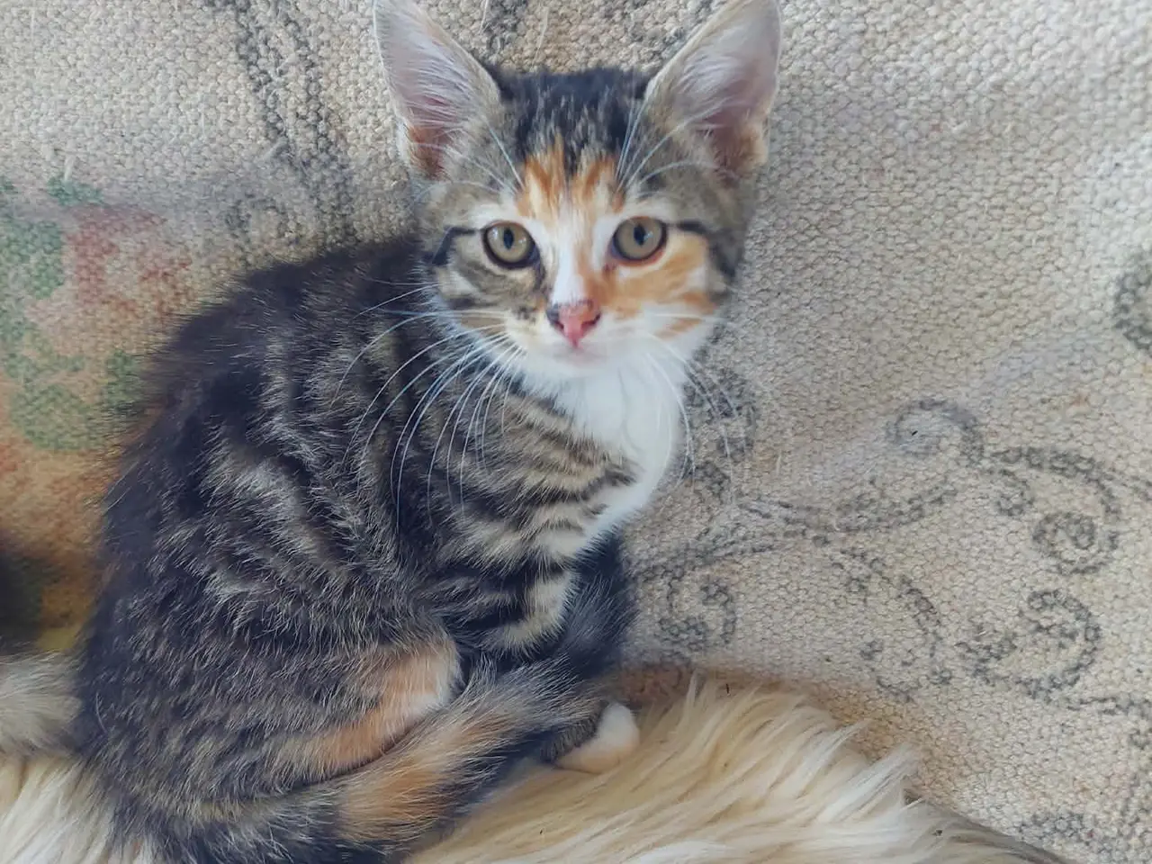 Billede 3 - Maincoon blanding killinger