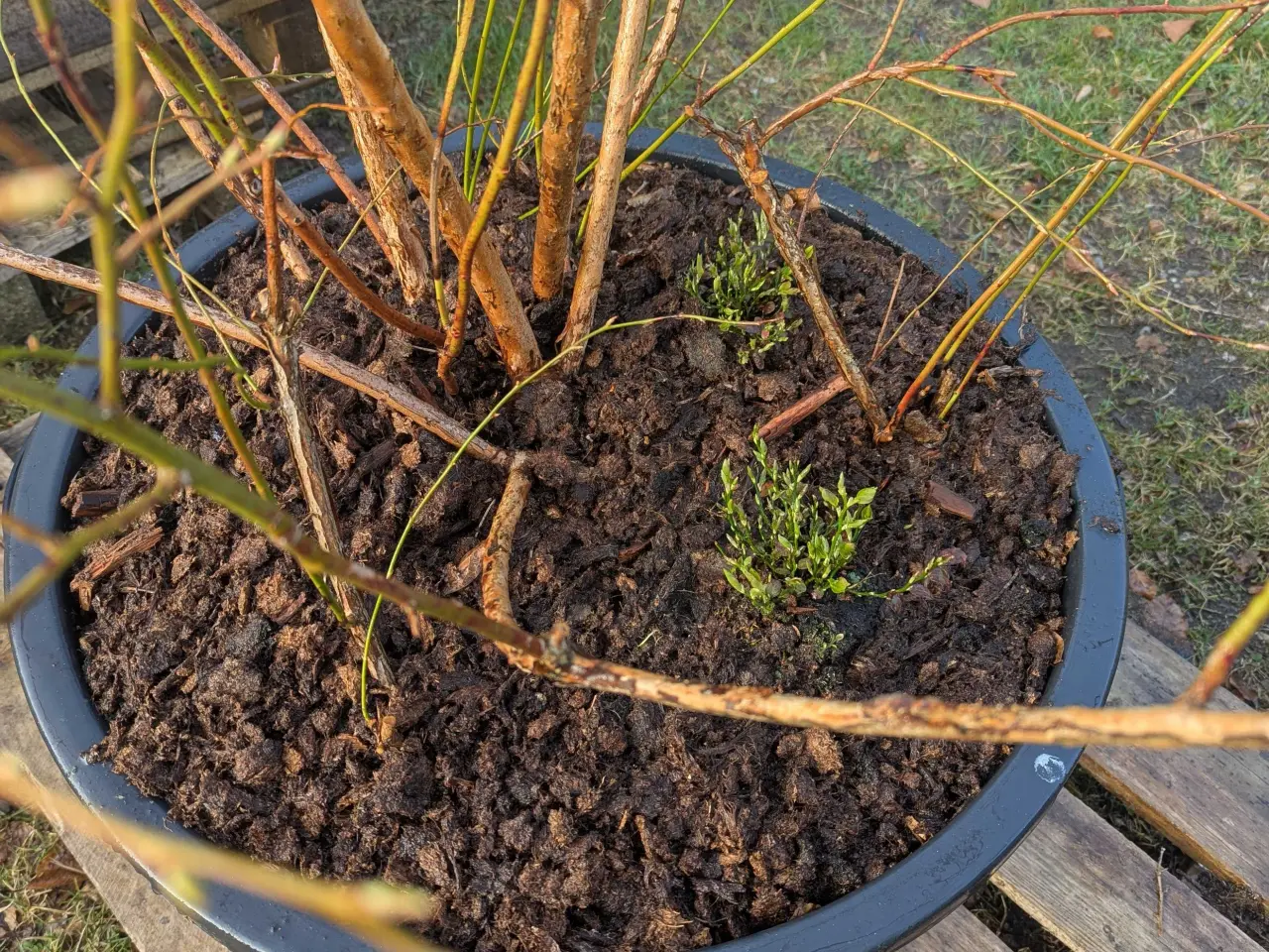 Billede 2 - Blåbær Plante