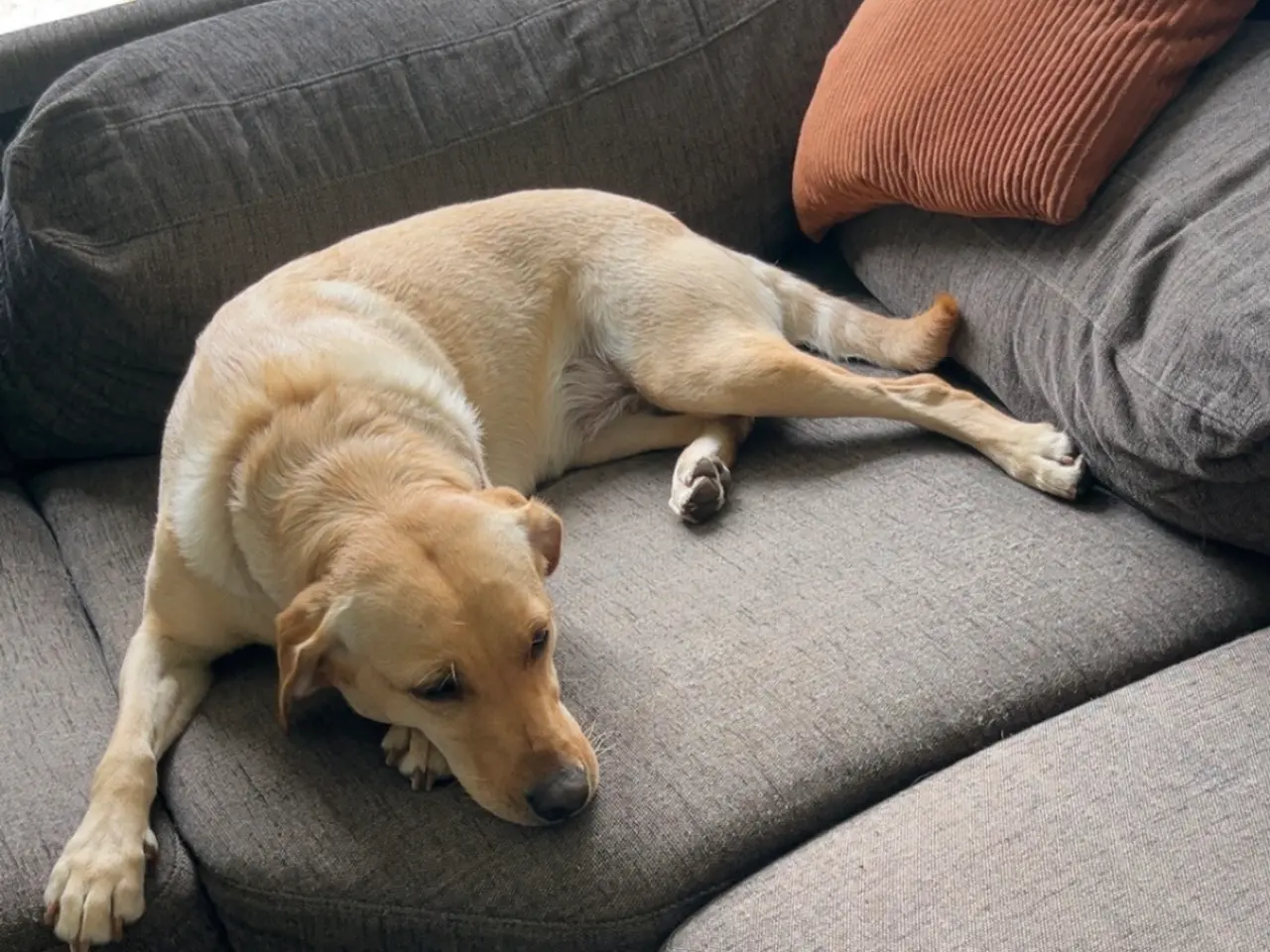 Billede 1 - Formel 1 Labrador hvalpe søger familier i uge 42