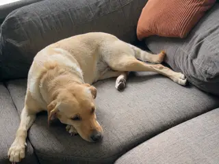 Formel 1 Labrador hvalpe søger familier i uge 42