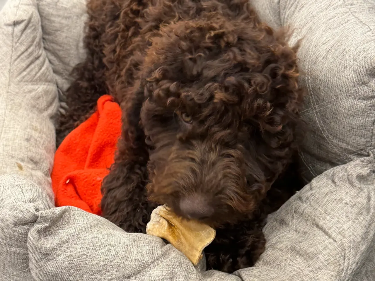Billede 7 - 🤎   To chokoladebamser 🤎