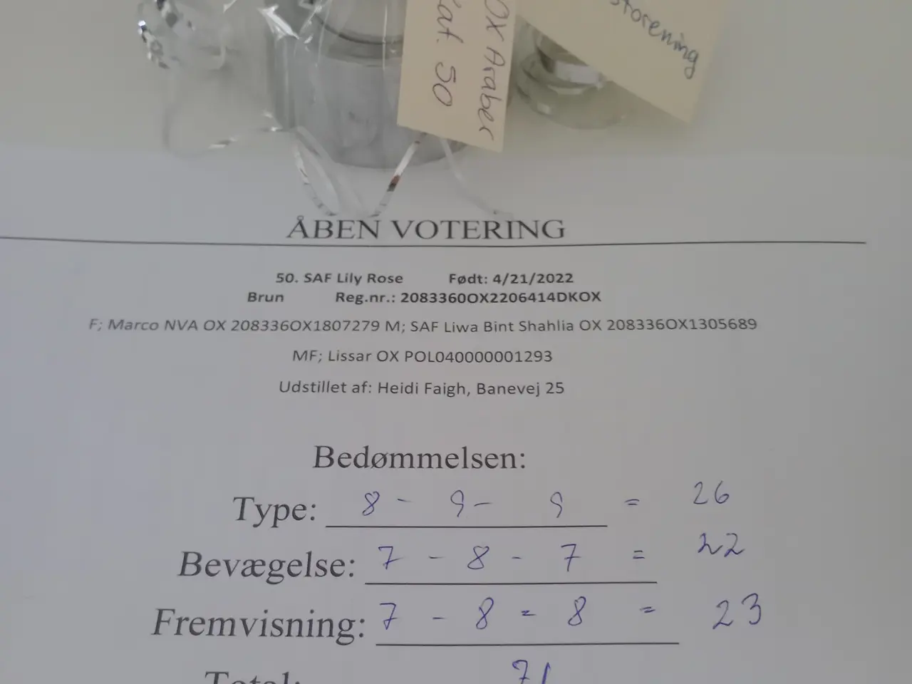 Billede 15 - Sød, avlskåret OX araber hoppe