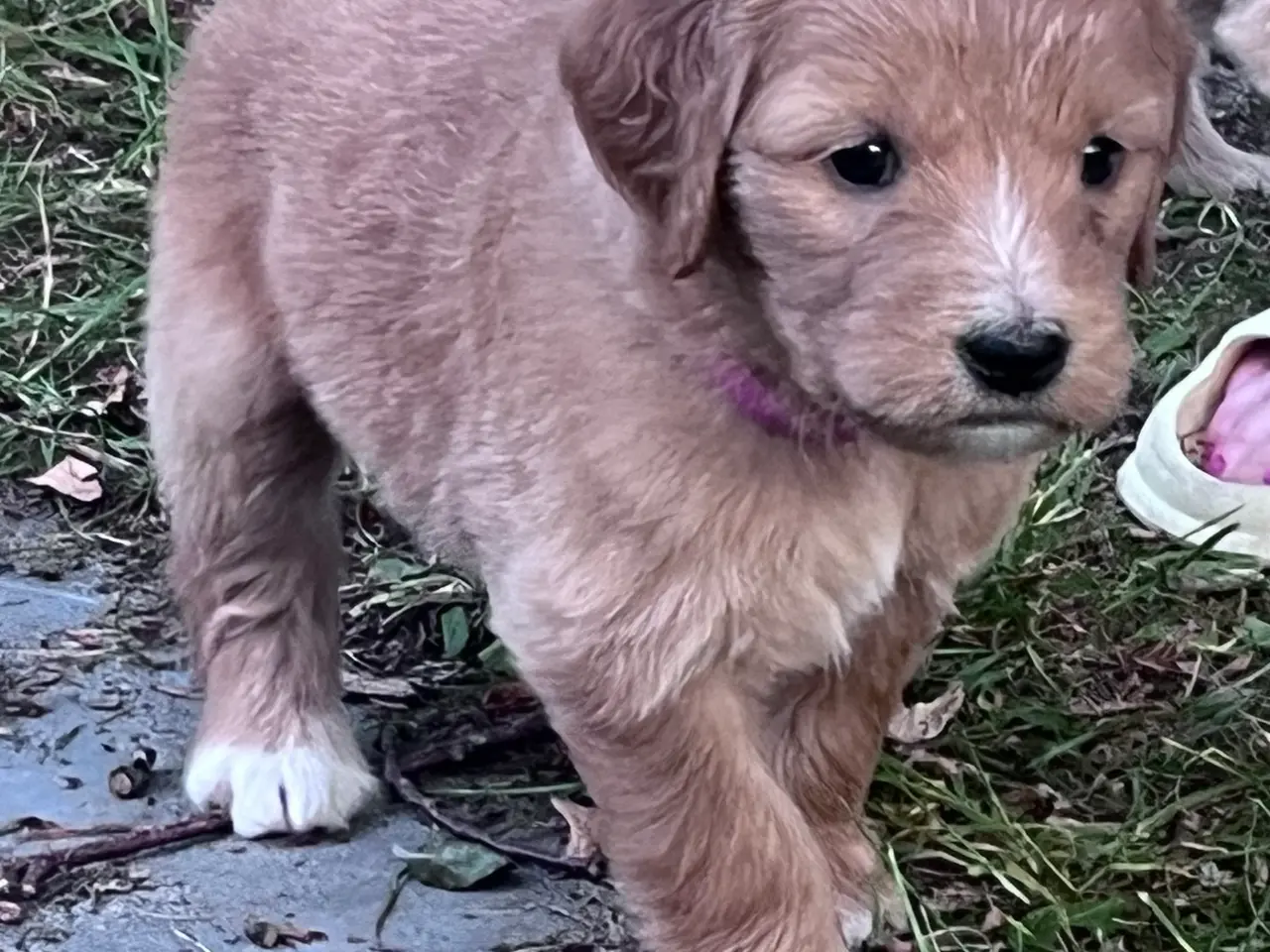 Billede 3 - Goldendoodle hvalpe