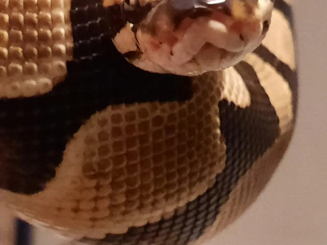 Billede 2 - Kongepython