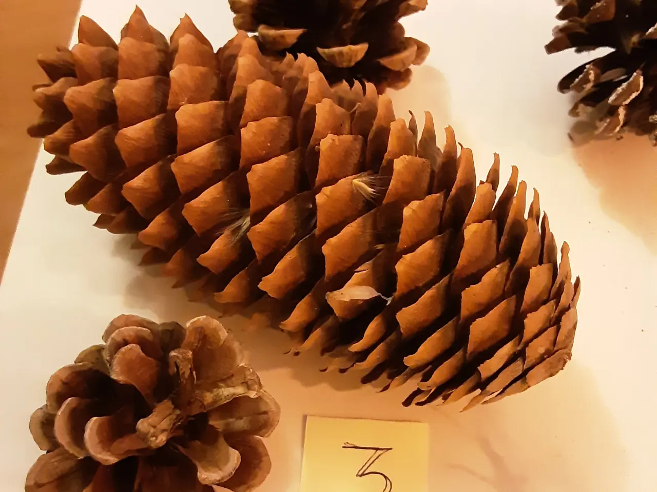 Billede 5 - Natur juledekoration pynt. Samlede pris. 28.00kr.