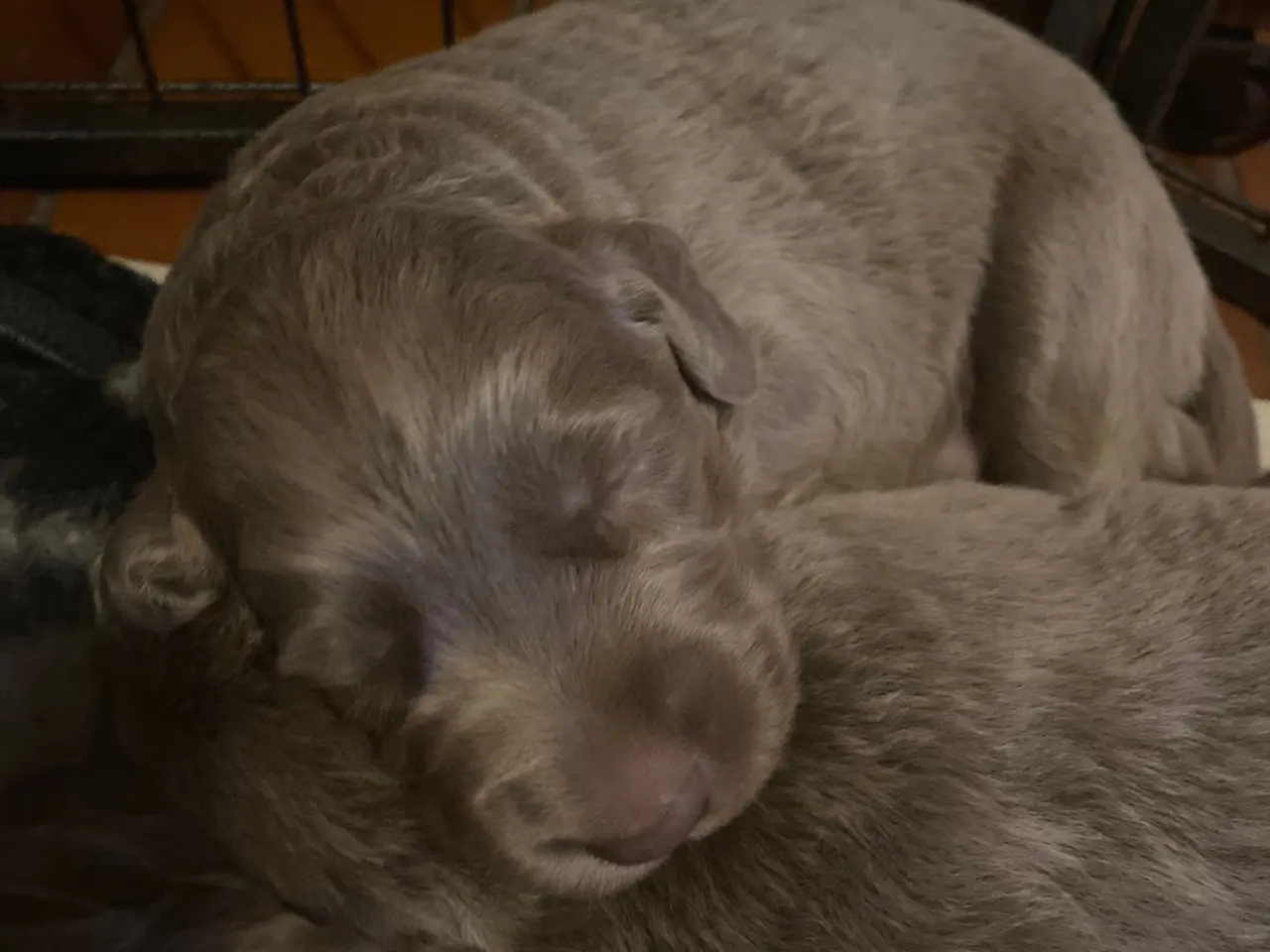 Billede 2 - Hvalp, bliver Golden retriever str