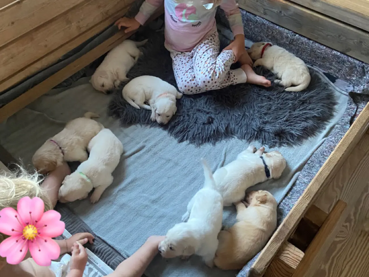 Billede 7 - Golden Retriever hvalpe 