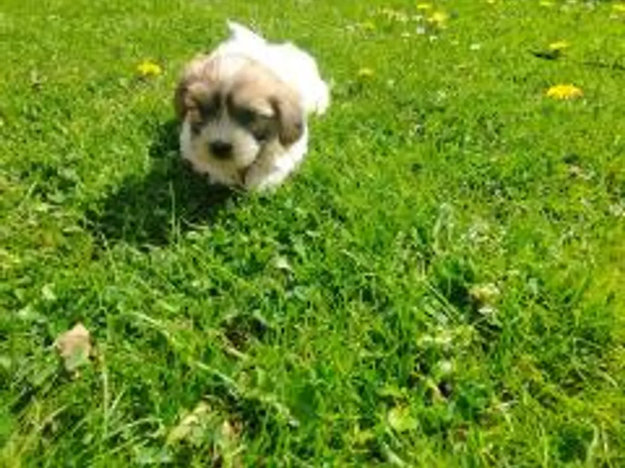 Billede 2 - Coton de tulear hvalpe piger