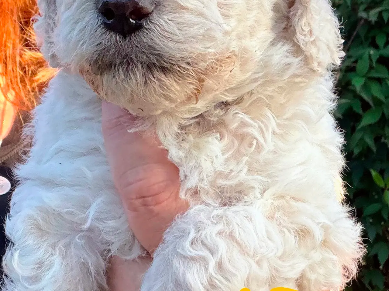 Billede 11 - Skønne Multigen Labradoodle hvalpe sælges