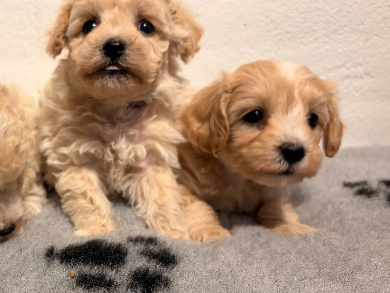 Billede 5 - Se smukkeste små mini Maltipoo babyer 