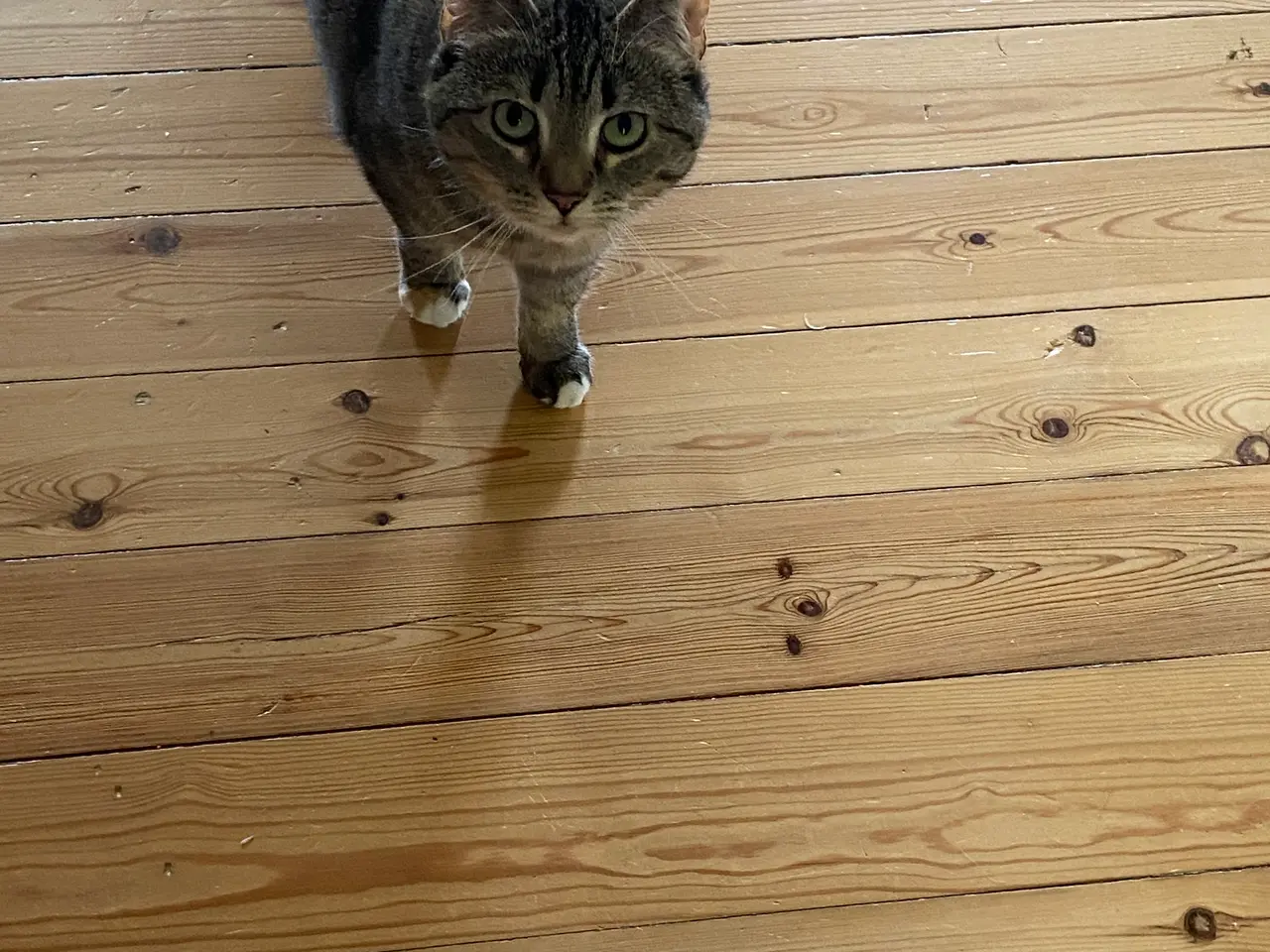 Billede 3 - Huskat som er 4 år