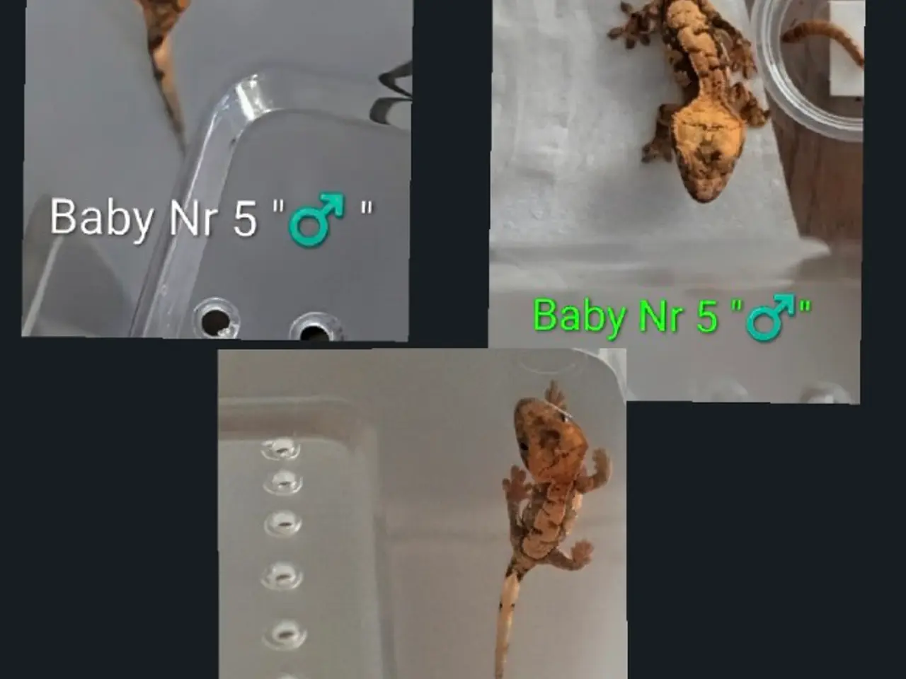 Billede 7 - 3 Kronegekko babyer sælges