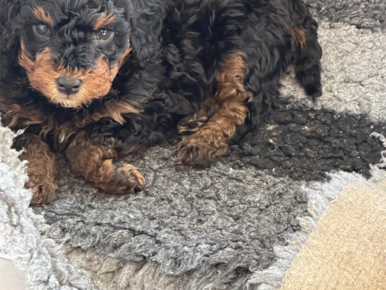Billede 5 - Cavapoo 2 smukke Prinsesser ❤️
