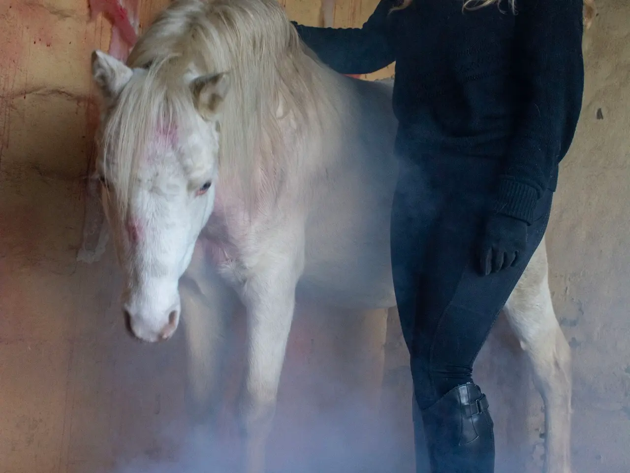 Billede 3 - Welsh hingst søger nyt hjem