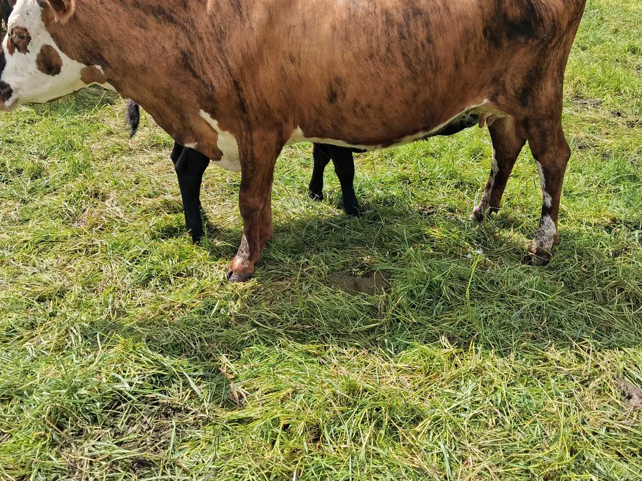 Billede 1 - Hereford kryds ko