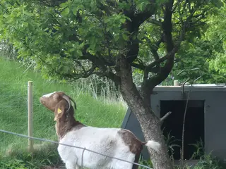 Boer ged sælges