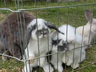 Mini-lop kaninunger
