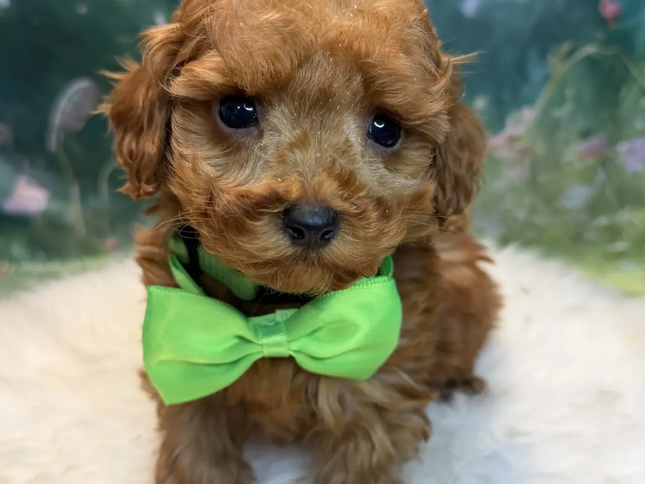 Billede 11 - 🐾maltipoo miniature juni  🐾