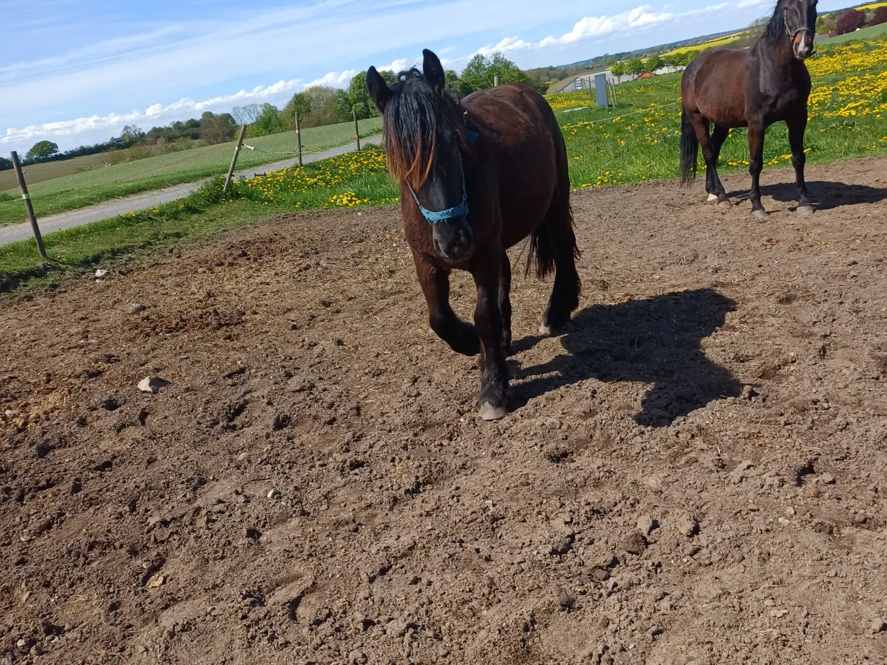 Billede 19 - 2årig Jyskhest hingst sælges