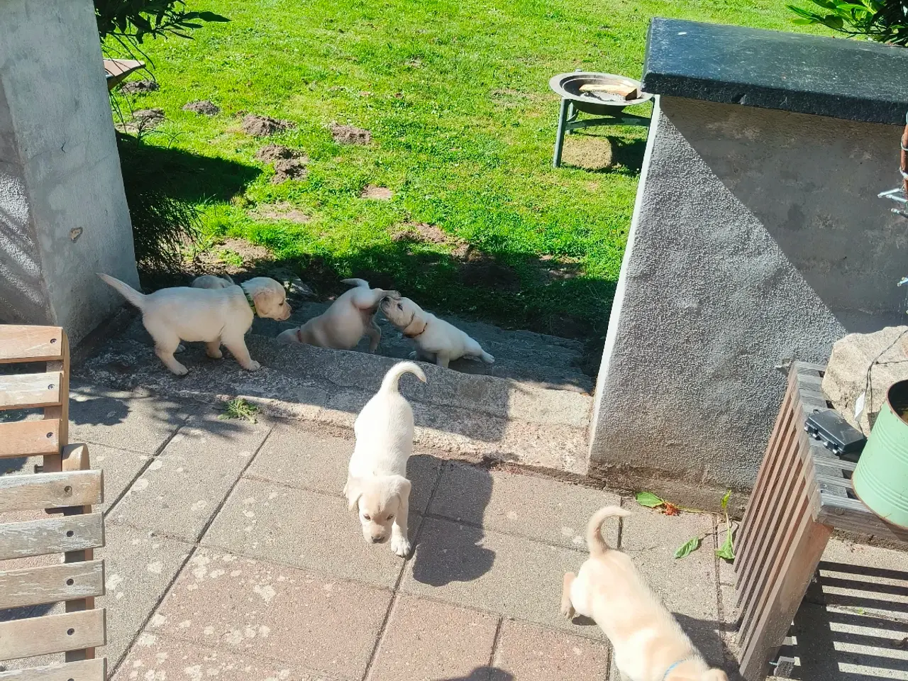Billede 4 - Gule labrador hvalpe 