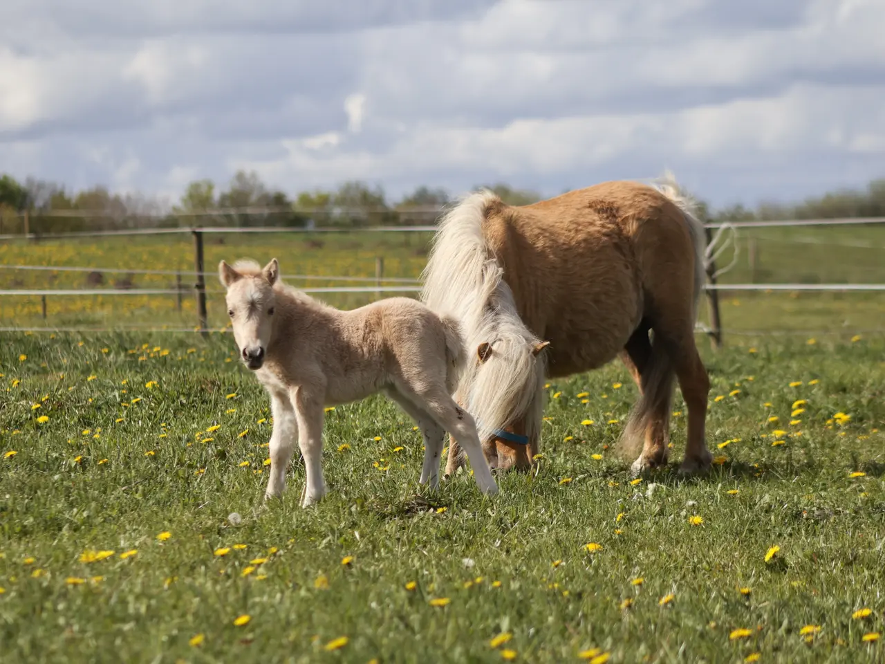 Billede 3 - Shetlands Palomino hoppeføl