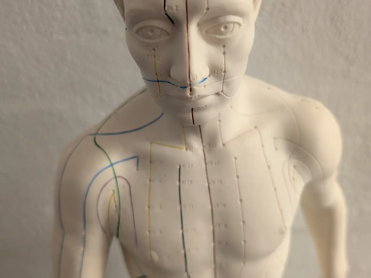 Billede 3 - Anatomisk akupunkturmodel (mand) fra 3B Scientific
