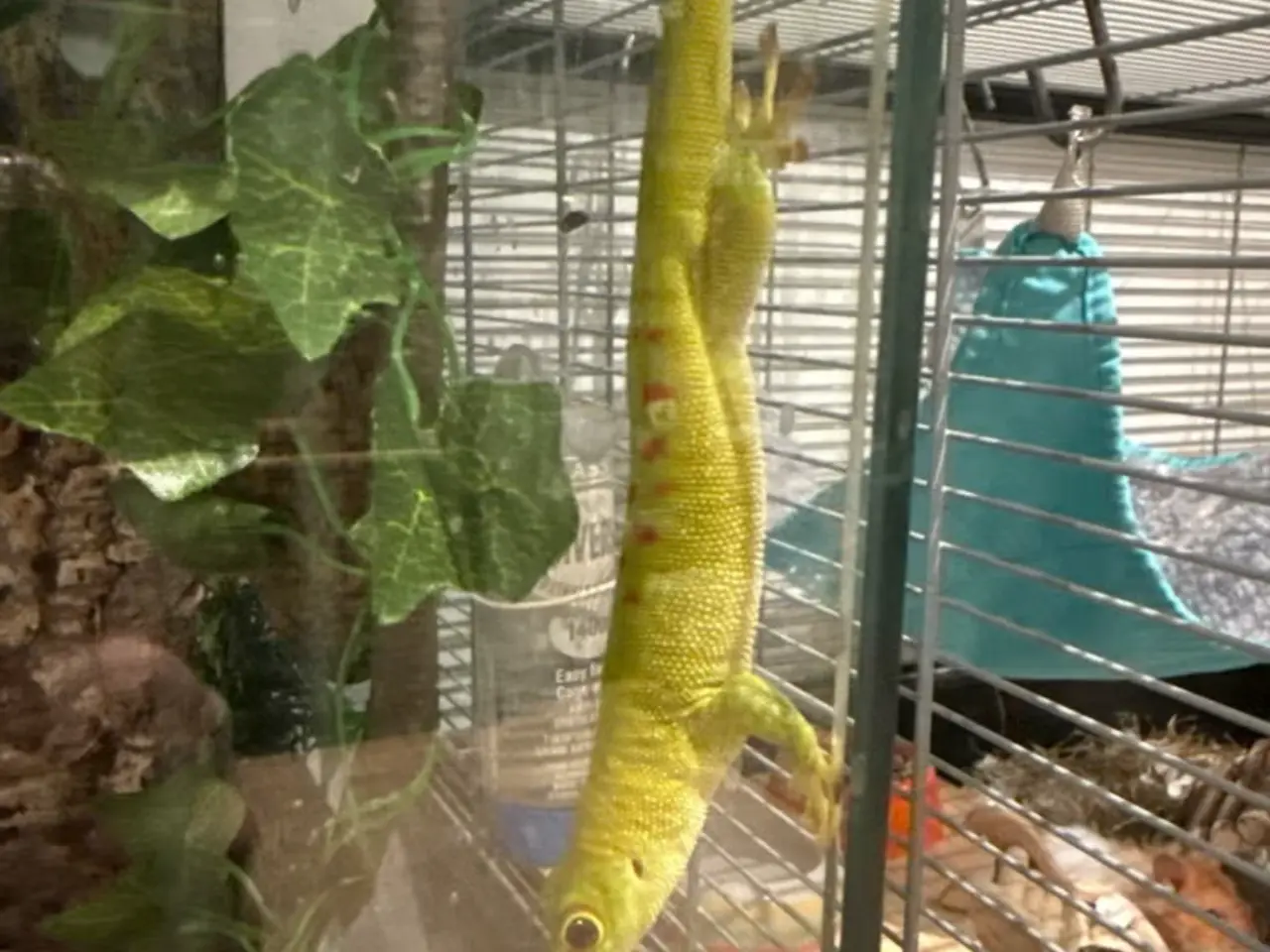 Billede 3 - daggekko