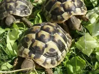 Søger Græsk landskildpadde han