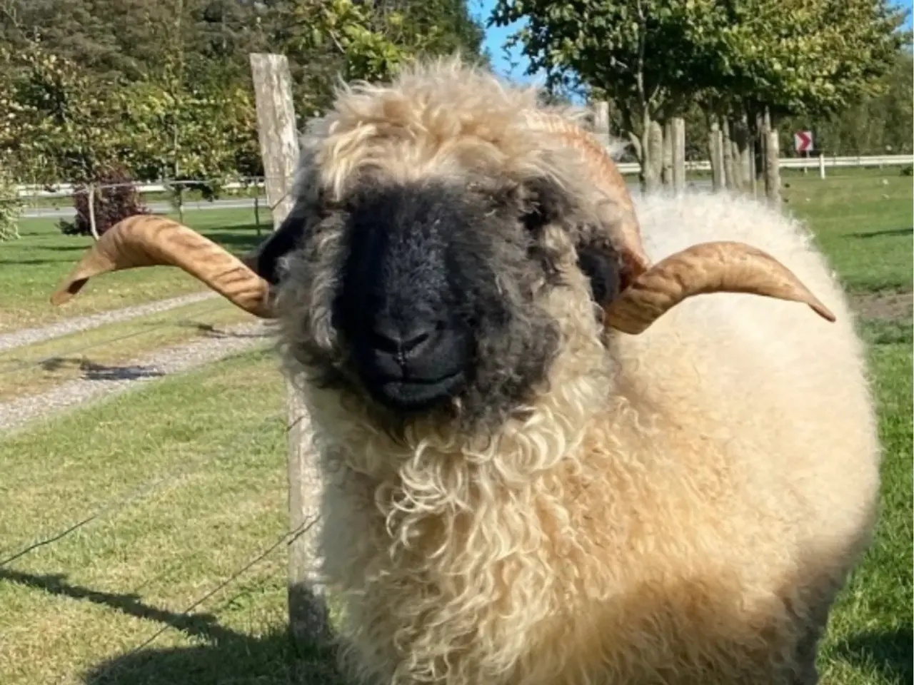 Billede 9 - 2 gimmer lam Valais Blacknose