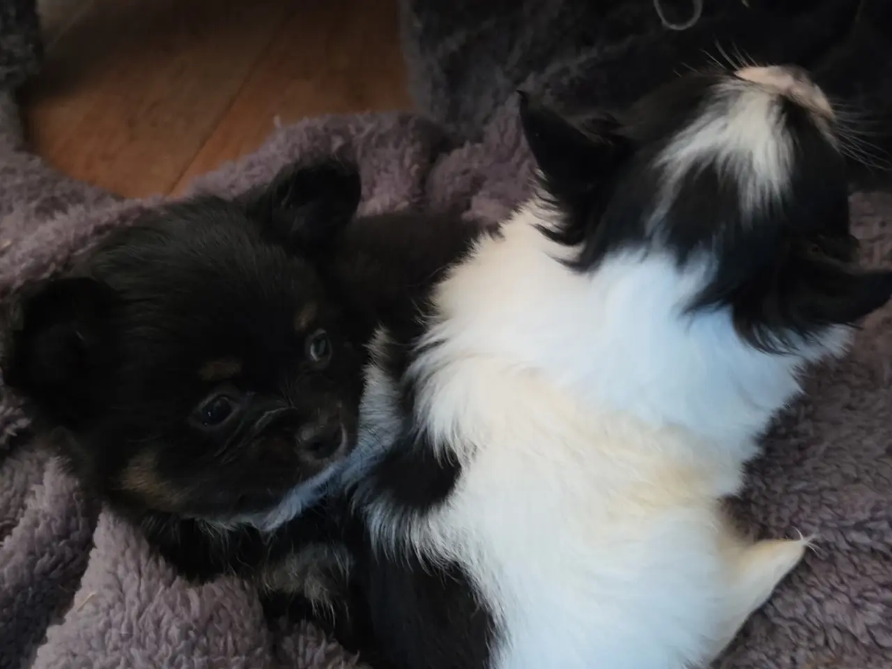 Billede 8 - Langhåret Chihuahua hvalpe