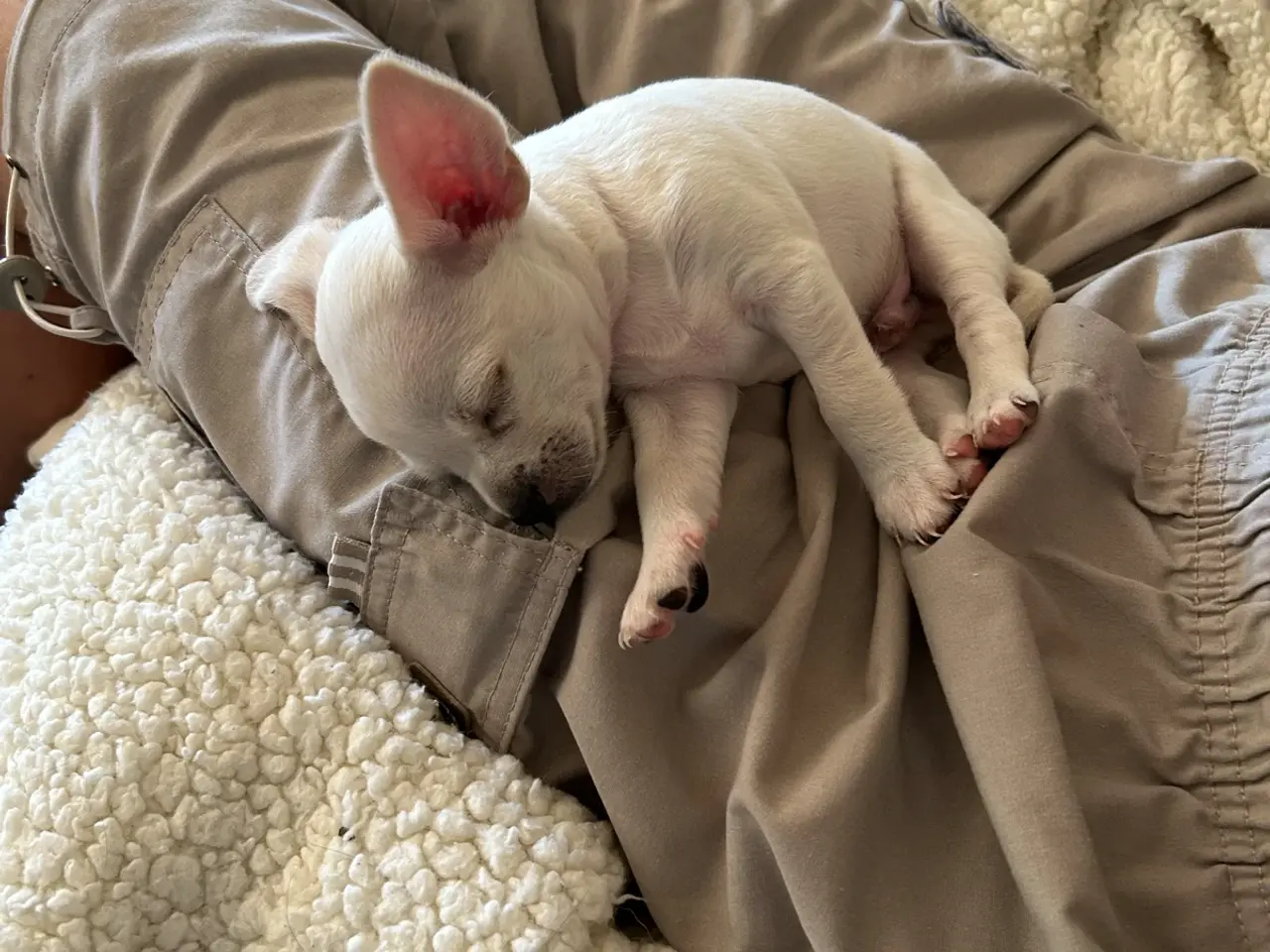 Billede 2 - Chihuahua blanding 