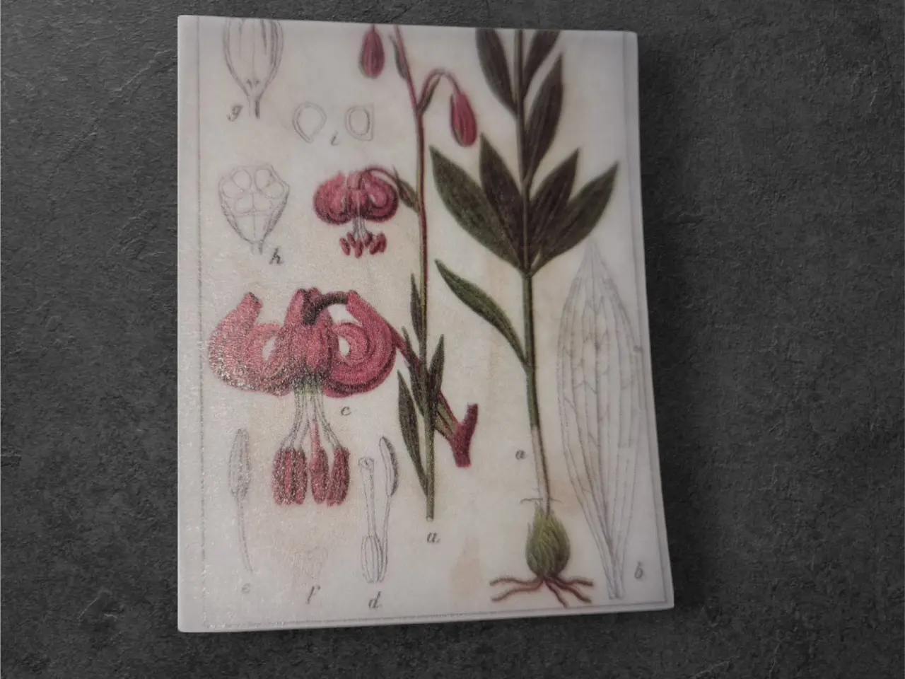 Billede 1 - Lilium – Vintage botanisk elegance i miniature