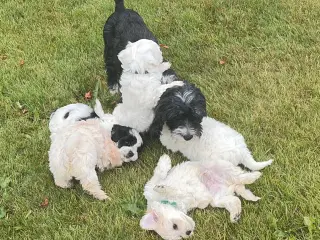 Fine mini Maltipoo babyer
