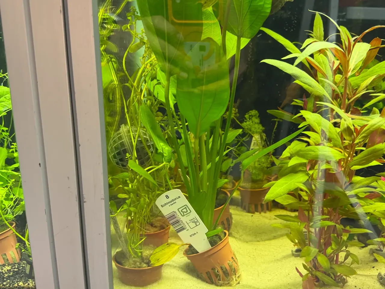 Billede 11 - Super flotte akvarieplanter fra 10kr.