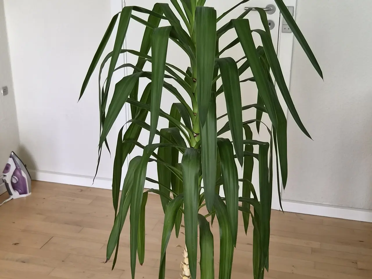Billede 1 - PLANTER Yucca elephantipes