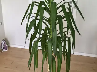 PLANTER Yucca elephantipes