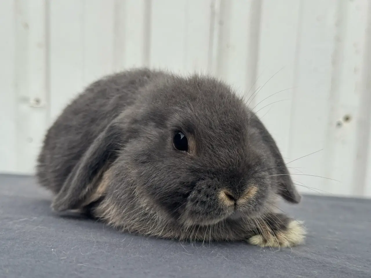 Billede 1 - Dværgvædder/Mini lop hunkanin