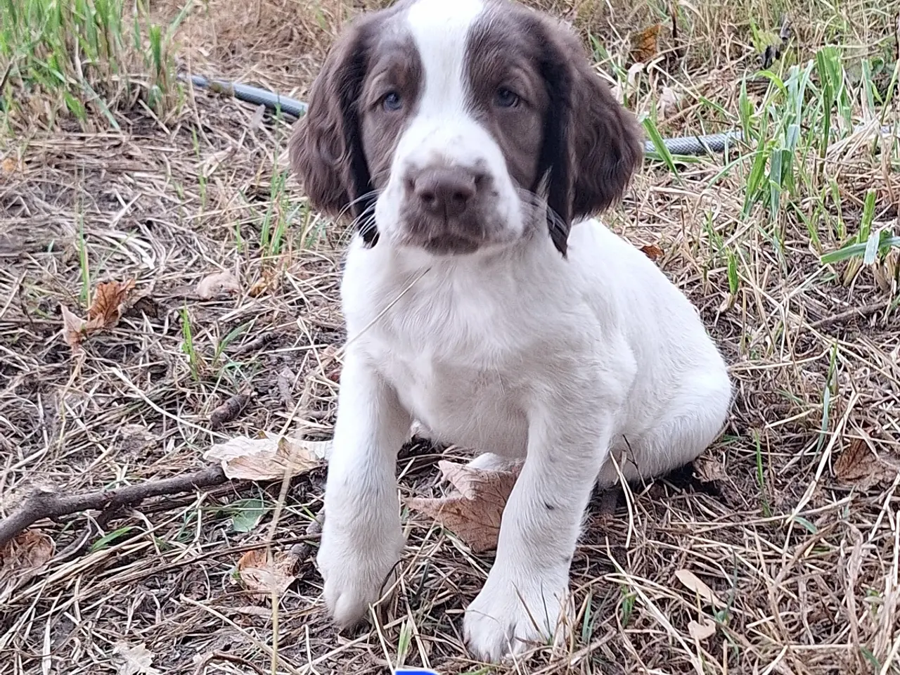 Billede 5 - Engelsk Springer Spaniel hvalpe sælges