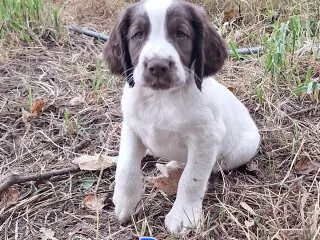 Engelsk Springer Spaniel hvalpe sælges - 2